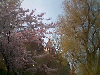 Kirschbl&uuml;ten in der Abendsonne an der Staatskanzlei